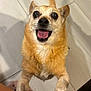 animal, canine, close_up, cute, dog, domestic, excited, eyes, friendly, fur, happy, indoor, looking_up, mouth_open, paw, pet, playful, small_dog, tail, tile_floor