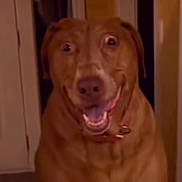 Jeffrey is registered to the contest to win money with this photo: animal, brown_dog, canine, closeup, collar, companion, dog, domestic_animal, doorway, friendly, fur, happy, house, indoor, looking_at_camera, mammal, pet, portrait, smiling, tongue_out