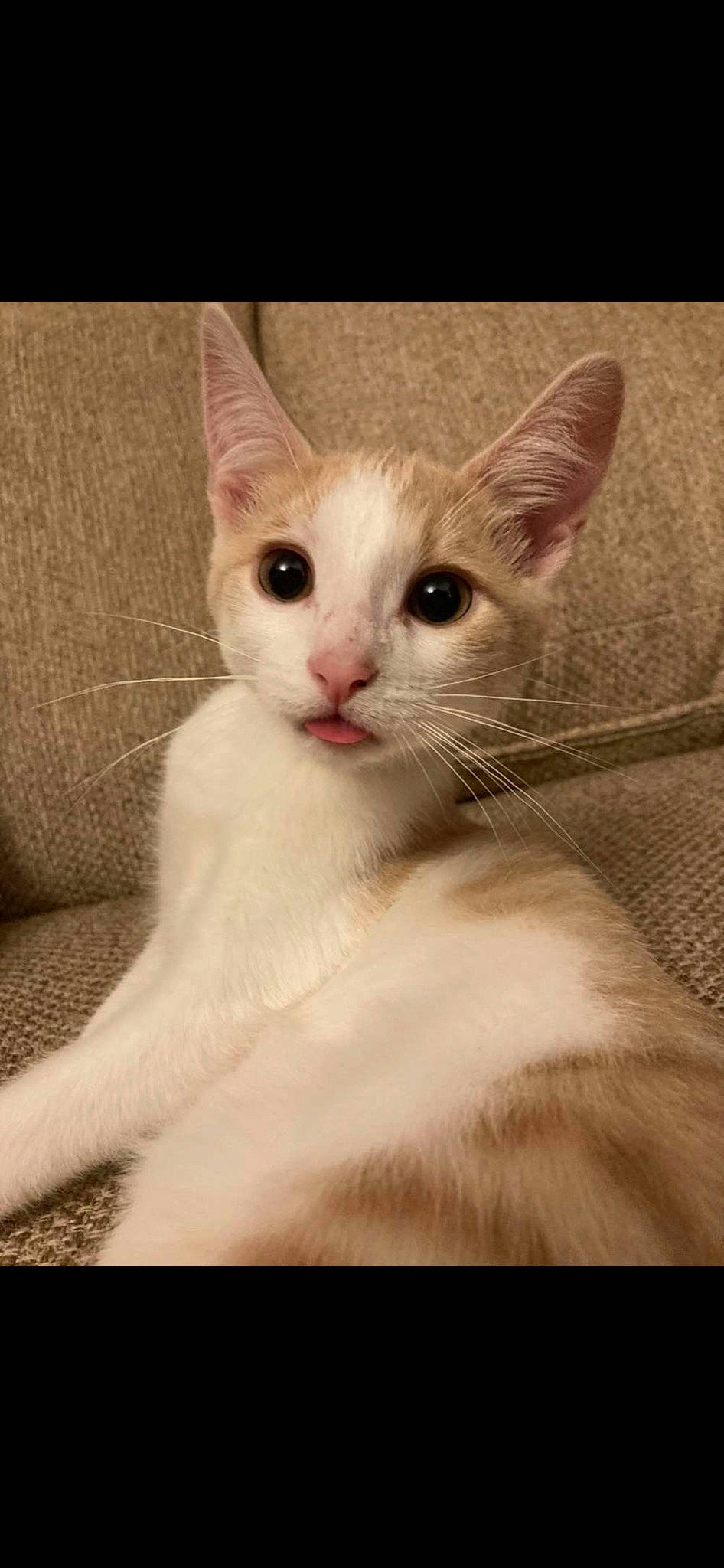 Mary Jane joined the competition — help win amazing prizes! carnivore, cat, domestic_short_haired_cat, ear, fawn, felidae, fur, iris, no_expression, paw, small_to_medium_sized_cats, snout, tail, terrestrial_animal, whiskers