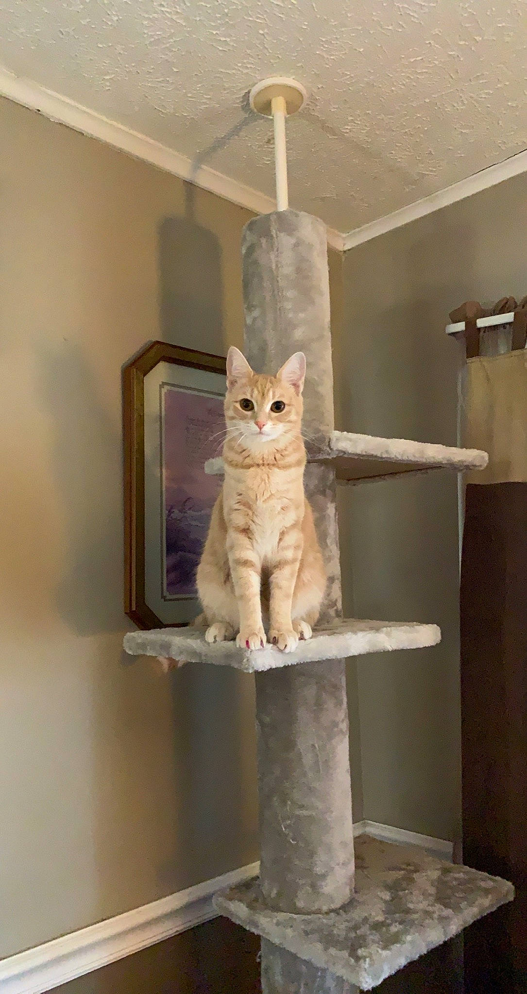 Kit Kat is registered to the contest to win money with this photo: carnivore, cat, creative_arts, domestic_short_haired_cat, fawn, felidae, fixture, flooring, line, pet_supply, plaster, refrigerator, room, shelf, shelving, small_to_medium_sized_cats, stairs, tail, whiskers, wood