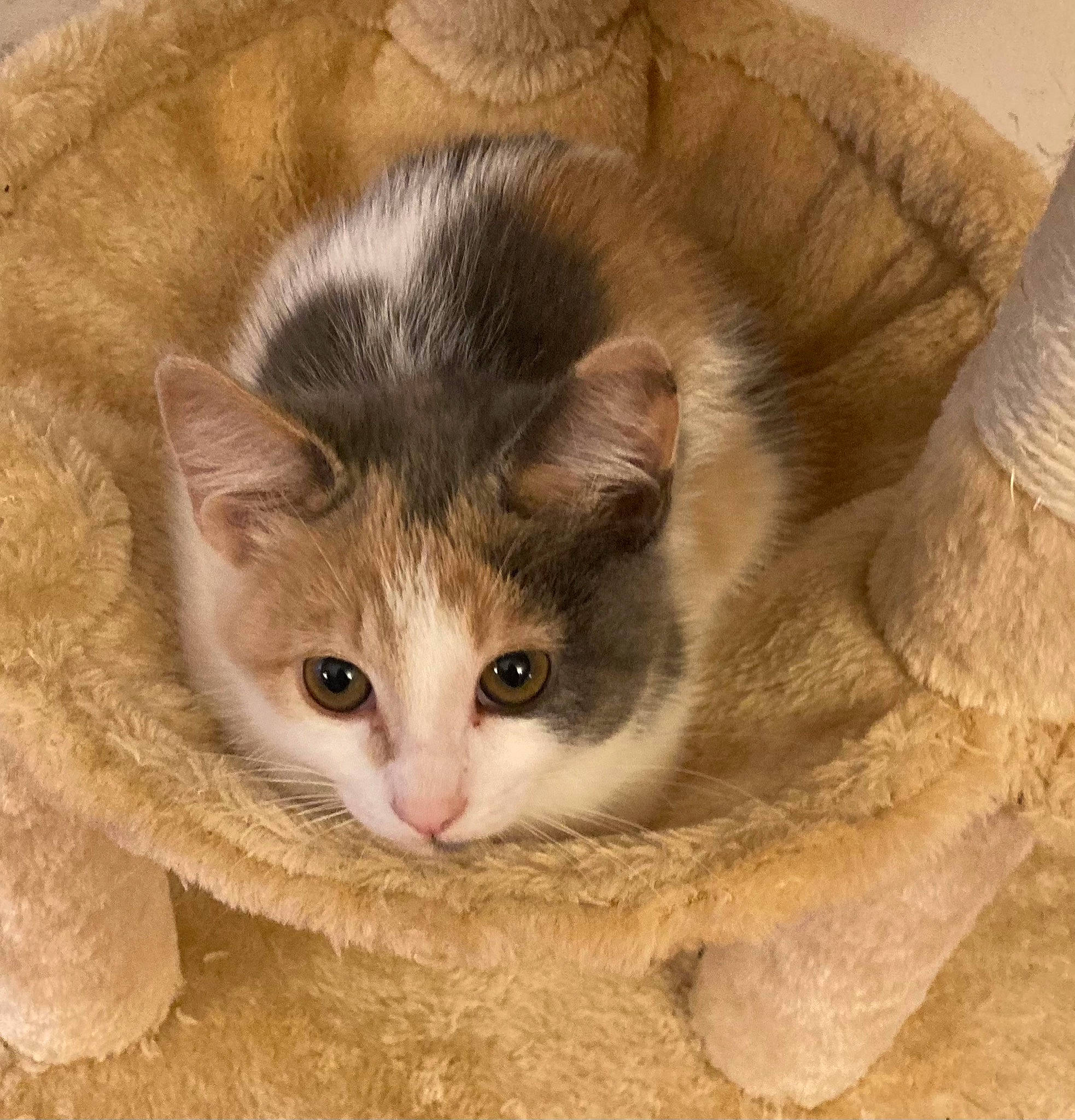 Molly is registered to the contest to win money with this photo: box, cardboard, carnivore, cat, cat_supply, claw, comfort, domestic_short_haired_cat, eye, fawn, felidae, fur, iris, paw, pet_supply, small_to_medium_sized_cats, snout, whiskers, wood