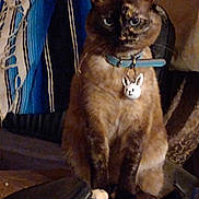 Star is registered to the contest to win money with this photo: animal, blanket, brown_cat, bunny_pendant, cat, collar, couch, cozy, ears, feline, fur, furniture, home, indoor, looking_away, pet, sitting, striped_blanket, whiskers, white_paw