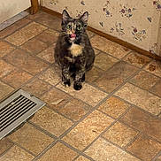 Astro joined the competition — help win amazing prizes! animal, cat, corner, cute, domestic_cat, ears, floor, floral_wallpaper, green_eyes, home, indoor, pet, playful, sitting, tile_floor, tongue_out, tortoiseshell_cat, vent, wallpaper, whiskers