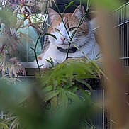 Guss participe au concours pour gagner de l'argent avec cette photo : cat, orange_and_white_cat, plant, greenery, leaf, branch, outdoor, pet, animal, feline, nature, curious, hiding, resting, closeup, portrait, whiskers, ears, collar, window
