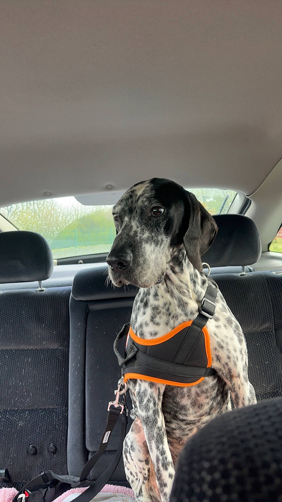 Boubou participe au concours pour gagner de l'argent avec cette photo : auto_part, automotive_exterior, automotive_mirror, canidae, car, car_seat, car_seat_cover, carnivore, collar, companion_dog, dog, dog_breed, dog_collar, fawn, head_restraint, snout, vehicle, vehicle_door, windshield, working_animal