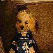Jr. is registered to the contest to win money with this photo: animal, brown_couch, canine, casual, couch, cowboys, curly_fur, cute, dallas, dog, fabric, fluffy, home, indoor, jersey, number_4, pet, relaxed, sportswear, window_blinds