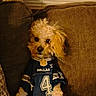 animal, brown_couch, canine, casual, couch, cowboys, curly_fur, cute, dallas, dog, fabric, fluffy, home, indoor, jersey, number_4, pet, relaxed, sportswear, window_blinds