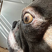 Louie joined the competition — help win amazing prizes! dog, close_up, profile, face, eye, fur, whiskers, brown, texture, pet, animal, snout, natural_light, detail, canine, looking_away, indoor, portrait, macro, focus