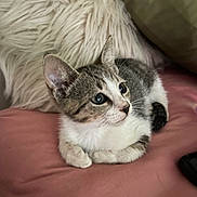 Willow joined the competition — help win amazing prizes! kitten, cat, pet, animal, fur, whiskers, ears, cute, indoor, cushion, pillow, soft, resting, young, domestic, feline, curious, pink, white, gray