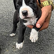 Scar a rejoint le concours — aidez-le/la à gagner de superbes lots ! puppy, dog, black, white, paw, hand, person, watch, asphalt, outdoor, young, cute, pet, animal, small, fur, mammal, holding, calm, background