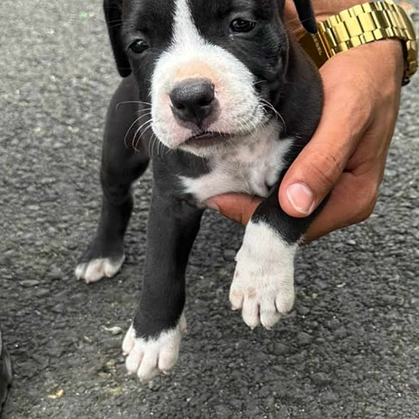 Scar a rejoint le concours — aidez-le/la à gagner de superbes lots ! puppy, dog, black, white, paw, hand, person, watch, asphalt, outdoor, young, cute, pet, animal, small, fur, mammal, holding, calm, background