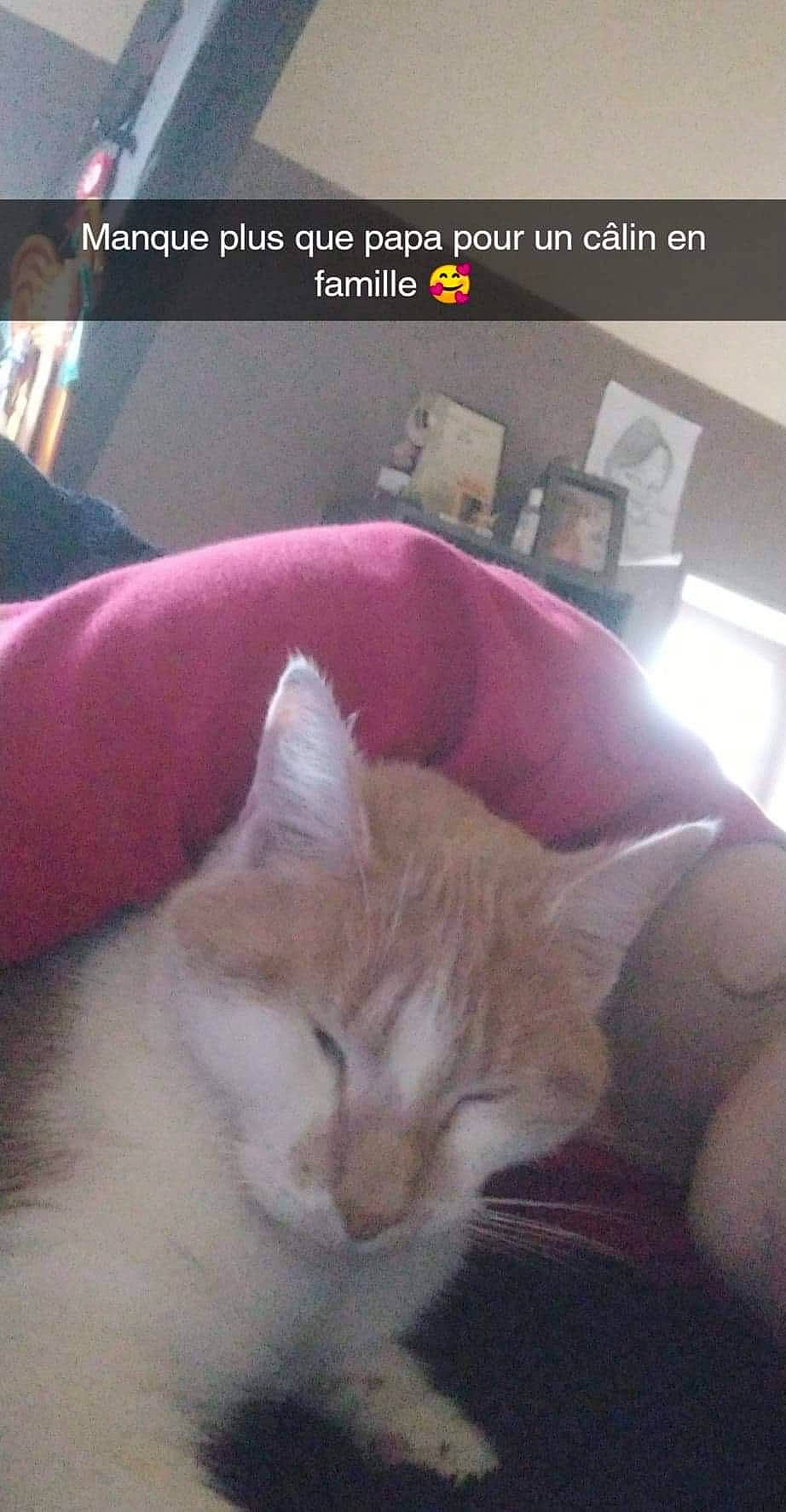 Nala participe au concours pour gagner de l'argent avec cette photo : carnivore, cat, comfort, domestic_short_haired_cat, fawn, felidae, font, fur, nap, paw, photo_caption, photography, screenshot, small_to_medium_sized_cats, snapshot, snout, square, tail, terrestrial_animal, whiskers