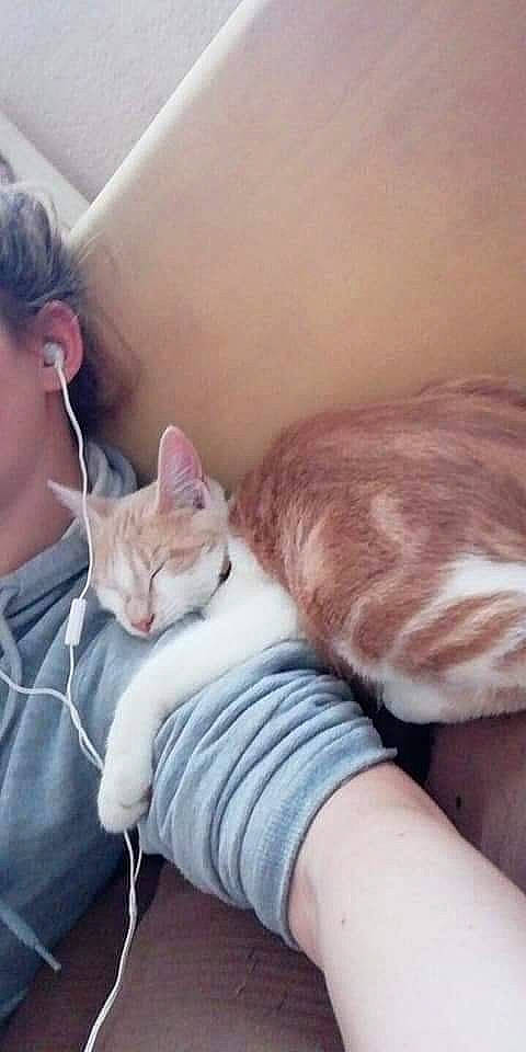 Nala a rejoint le concours — aidez-le/la à gagner de superbes lots ! carnivore, cat, comfort, ear, fawn, felidae, finger, gesture, hand, human_leg, lap, leg, mammal, nail, nose, skin, small_to_medium_sized_cats, tail, vertebrate, whiskers