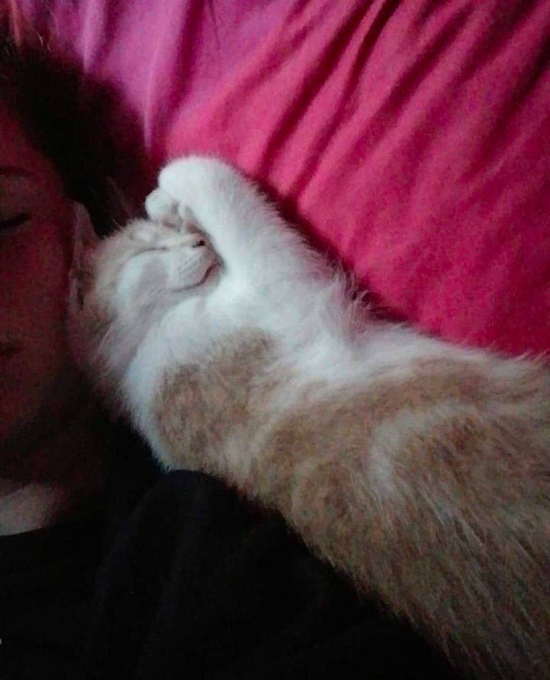 Nala participe au concours pour gagner de l'argent avec cette photo : beard, canidae, carnivore, cat, cloud, comfort, companion_dog, dog_breed, ear, felidae, fur, gesture, human_leg, lap, nap, paw, small_to_medium_sized_cats, snout, textile, whiskers