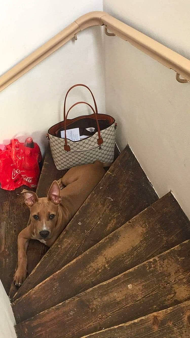 Payton a rejoint le concours — aidez-le/la à gagner de superbes lots ! bag, basket, brown, carnivore, companion_dog, dog, dog_breed, dog_supply, fawn, floor, flooring, hardwood, house, luggage_and_bags, pet_supply, room, stairs, toy_dog, wood, working_animal