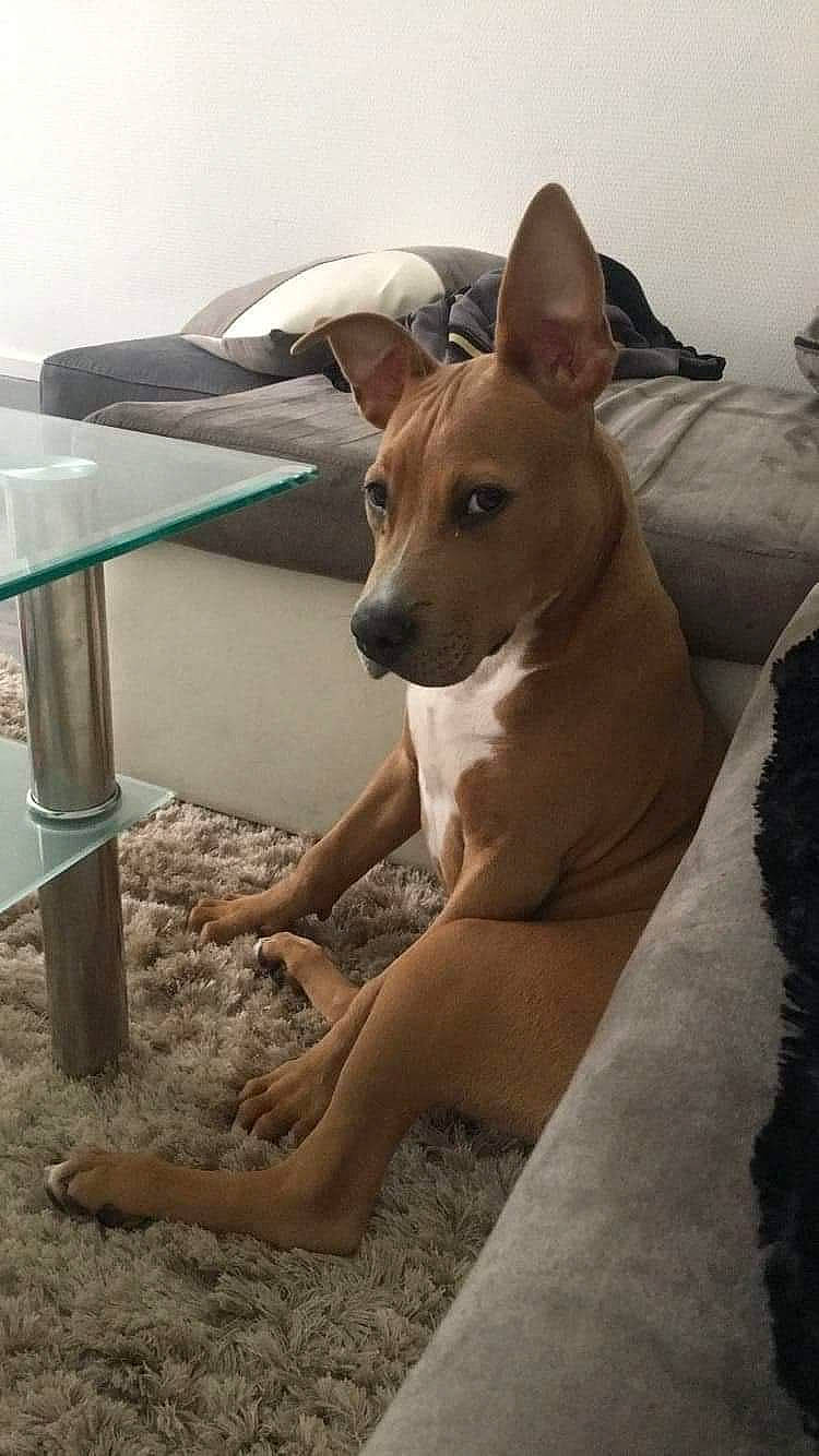 Payton participe au concours pour gagner de l'argent avec cette photo : canidae, carnivore, coffee_table, comfort, companion_dog, dog, dog_breed, ear, fawn, foot, outdoor_furniture, outdoor_table, sitting, snout, sporting_group, table, tail, whiskers, wood, working_animal