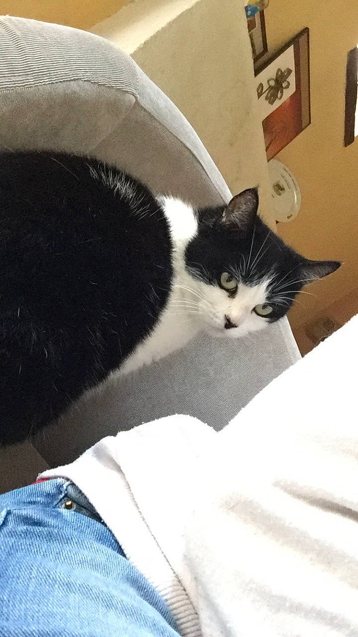 Fripouille a rejoint le concours — aidez-le/la à gagner de superbes lots ! carnivore, cat, comfort, denim, domestic_short_haired_cat, felidae, fur, grey, linens, picture_frame, room, small_to_medium_sized_cats, tail, whiskers