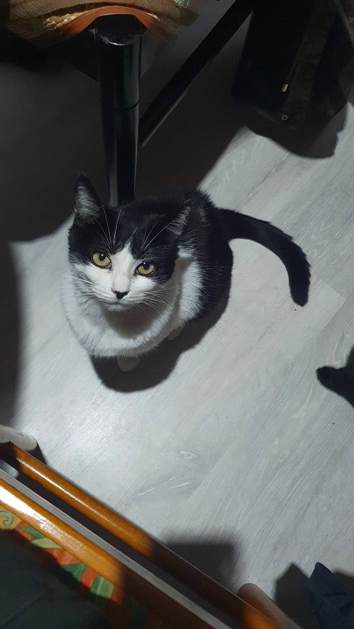 Fripouille participe au concours pour gagner de l'argent avec cette photo : box, carnivore, cat, cat_supply, domestic_short_haired_cat, felidae, flooring, fur, grey, hardwood, monochrome_photography, pet_supply, small_to_medium_sized_cats, snout, tail, whiskers, wood