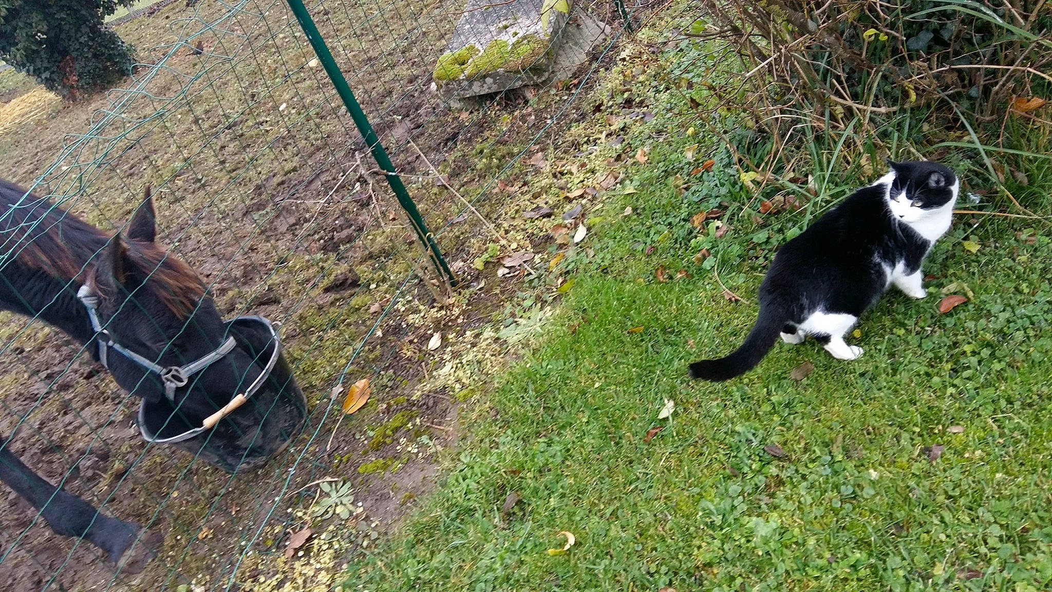 Fripouille participe au concours pour gagner de l'argent avec cette photo : carnivore, cat, collar, companion_dog, dog, dog_breed, felidae, fur, grass, horse_tack, leash, pet_supply, plant, small_to_medium_sized_cats, snout, tail, terrestrial_animal, tree, whiskers, working_animal