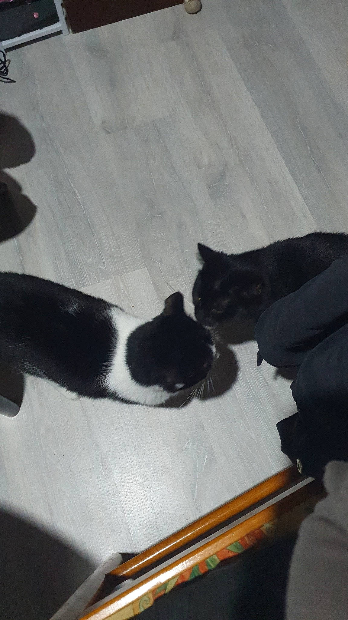 Fripouille a rejoint le concours — aidez-le/la à gagner de superbes lots ! black_cat, canidae, carnivore, cat, comfort, domestic_short_haired_cat, felidae, flooring, fur, hardwood, human_leg, linens, paw, room, small_to_medium_sized_cats, snout, tail, tints_and_shades, whiskers, wood