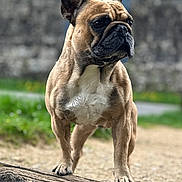 Taiko participe au concours pour gagner de l'argent avec cette photo : dog, french_bulldog, outdoor, log, grass, stone_wall, pet, animal, standing, nature, mammal, canine, fur, ears, nose, paws, portrait, alert, daylight, closeup