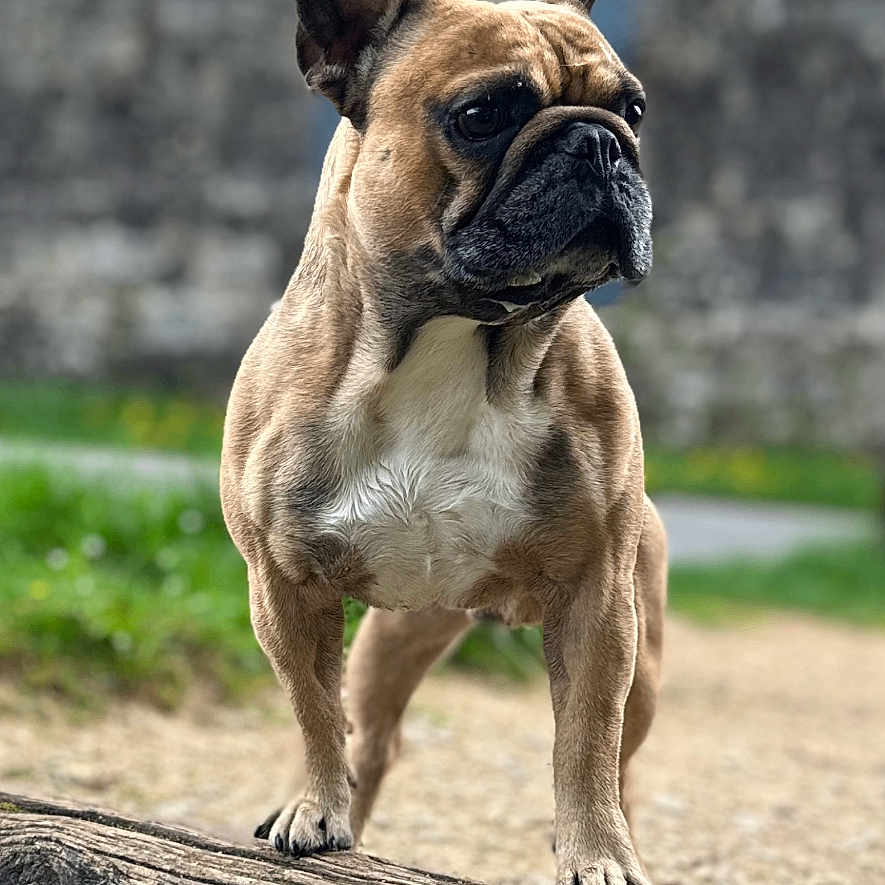 Taiko participe au concours pour gagner de l'argent avec cette photo : alert, animal, canine, closeup, daylight, dog, ears, french_bulldog, fur, grass, log, mammal, nature, nose, outdoor, paws, pet, portrait, standing, stone_wall