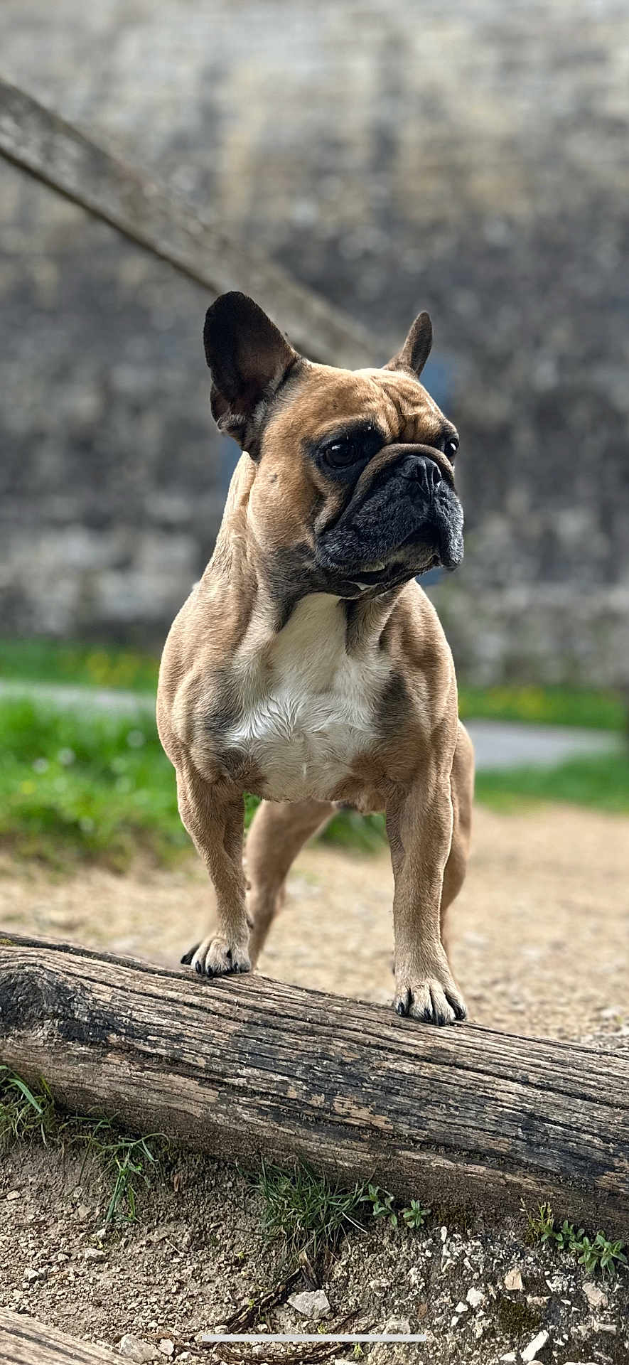 Taiko participe au concours pour gagner de l'argent avec cette photo : dog, french_bulldog, outdoor, log, grass, stone_wall, pet, animal, standing, nature, mammal, canine, fur, ears, nose, paws, portrait, alert, daylight, closeup