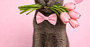 Mokang is registered to the contest to win money with this photo: cat, gray_cat, pink_bow_tie, tulips, flowers, valentine, hearts, pink_background, cute, pet, animal, portrait, sitting, fluffy, whiskers, ears, feline, adorable, love, gift