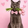 cat, gray_cat, pink_bow_tie, tulips, flowers, valentine, hearts, pink_background, cute, pet, animal, portrait, sitting, fluffy, whiskers, ears, feline, adorable, love, gift