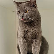 Mokang is registered to the contest to win money with this photo: cat, grey_cat, pet, animal, shelf, indoor, fur, whiskers, ears, tongue, curious, cute, domestic_cat, feline, portrait, closeup, amber_eyes, soft_light, furniture, home