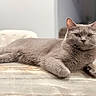 Mokang joined the competition — help win amazing prizes! cat, gray_cat, feline, pet, indoor, marble_countertop, relaxed, lying_down, fur, portrait, animal, whiskers, ears, face, domestic_cat, home, furniture, table, resting, cute