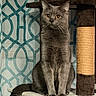 cat, gray_cat, pet, animal, cat_tree, scratching_post, indoor, feline, sitting, curious, amber_eyes, fur, whiskers, platform, home, curtain, patterned_curtain, vertical, looking, domestic_animal
