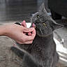 Mokang is registered to the contest to win money with this photo: cat, gray_cat, pet, animal, hand, treat, carpet, indoor, fur, whiskers, yellow_eyes, closeup, mammal, domestic_animal, cute, playful, feline, sitting, interaction, human_hand