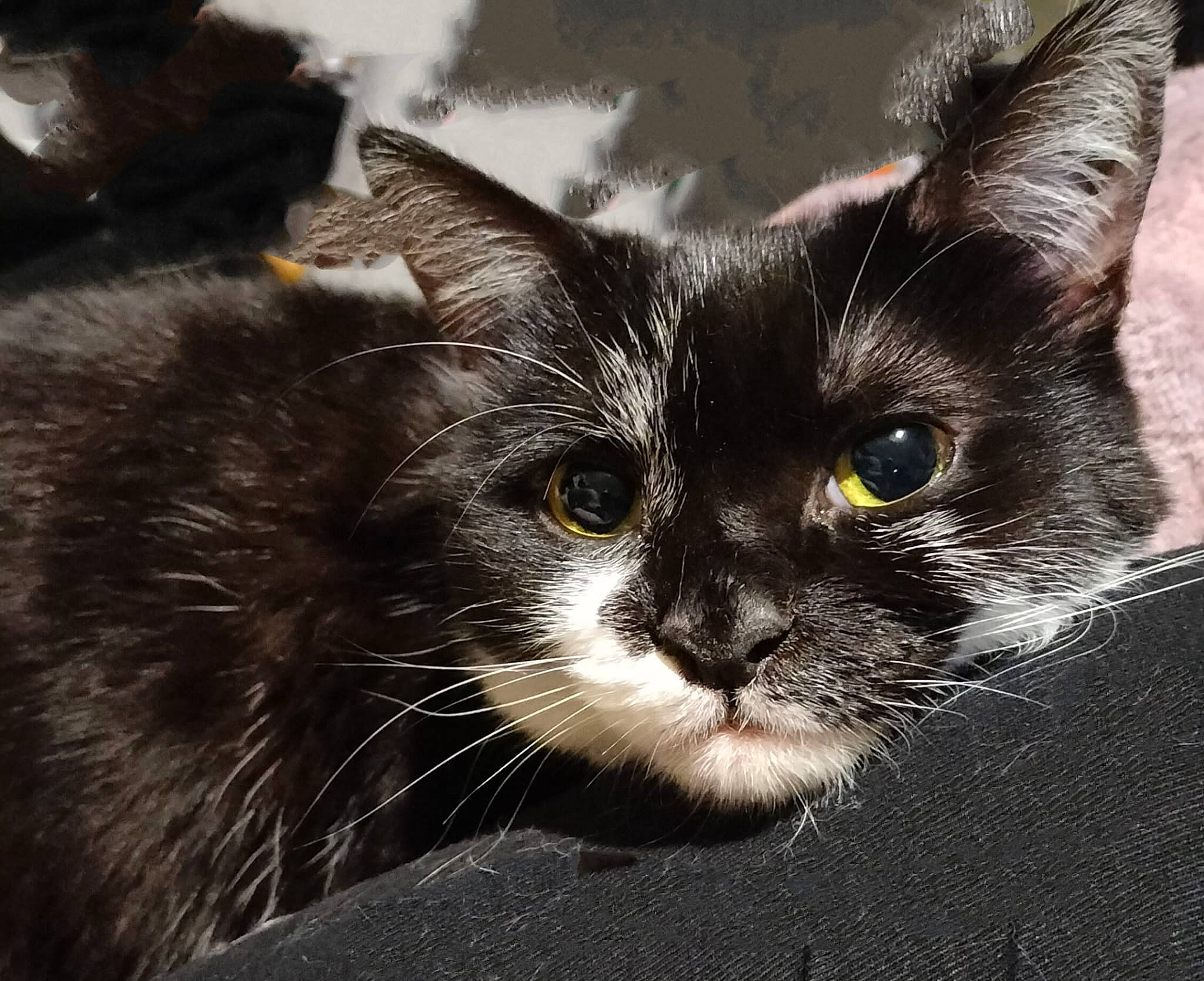 Freyja is registered to the contest to win money with this photo: black_cat, carnivore, cat, claw, darkness, domestic_short_haired_cat, felidae, fur, paw, small_to_medium_sized_cats, snout, terrestrial_animal, whiskers, window