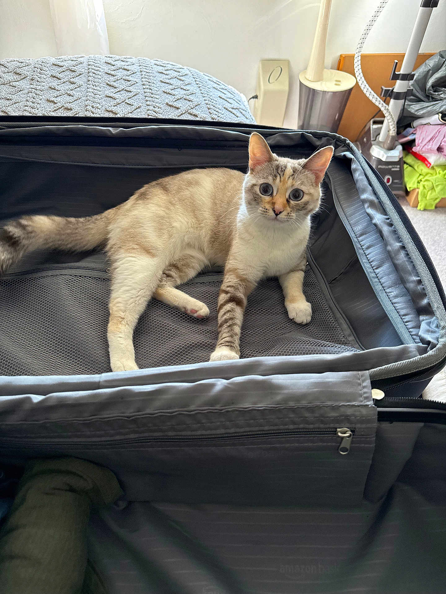 Nilla joined the competition — help win amazing prizes! cat, suitcase, indoor, curious, pet, feline, resting, bedroom, blanket, zipper, travel, mesh, home, animal, domestic, fur, paws, ears, eyes, floor