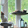cat, cats, window, cat_tree, hammock, lantern, greenery, tree, indoor, pet, feline, resting, sunlight, cozy, home_decor, fur, animal, sitting, relaxing, daylight