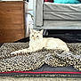 animal, blanket, carpet, cat, couch, cozy, curious, ears, fur, furniture, home, indoor, leopard_print, pet, pillow, relaxed, resting, tail, whiskers, wooden_box