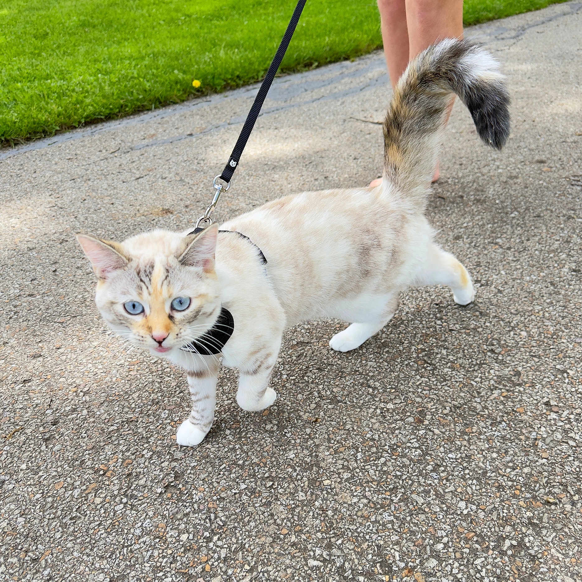 Nilla is registered to the contest to win money with this photo: animal, blue_eyes, cat, close_up, curious, daylight, domestic, exploring, fur, grass, leash, legs, nature, outdoor, pavement, person, pet, summer, tail, walking