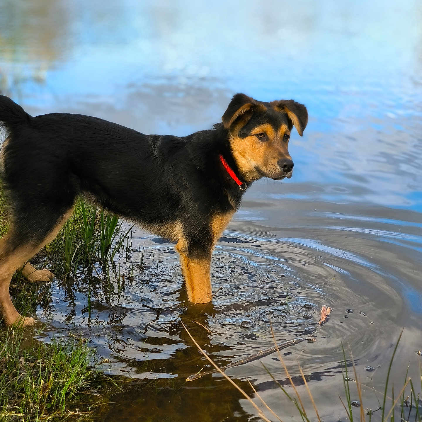 Floki participe au concours pour gagner de l'argent avec cette photo : animal, appenzeller, canine, dog, germanshepherd, hound, labradorretriever, land, nature, outdoors, pet, plant, pond, puddle, puppy, ripple, sea, swamp, terrier, water