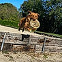 dog, frisbee, jumping, outdoor, daylight, wooden_barrier, grass, trees, sky, play, pet, active, animal, nature, park, canine, running, fun, summer, sunny