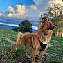 dog, brown_dog, outdoor, grass, clouds, sky, tree, nature, harness, pet, canine, animal, standing, fur, daylight, landscape, field, looking_away, muzzle, ears