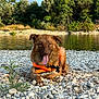 dog, wet_fur, orange_life_vest, tongue_out, riverbank, rocks, water, trees, greenery, nature, outdoor, sunlight, happy, animal, pet, laying_down, summer, playful, canine, scenic