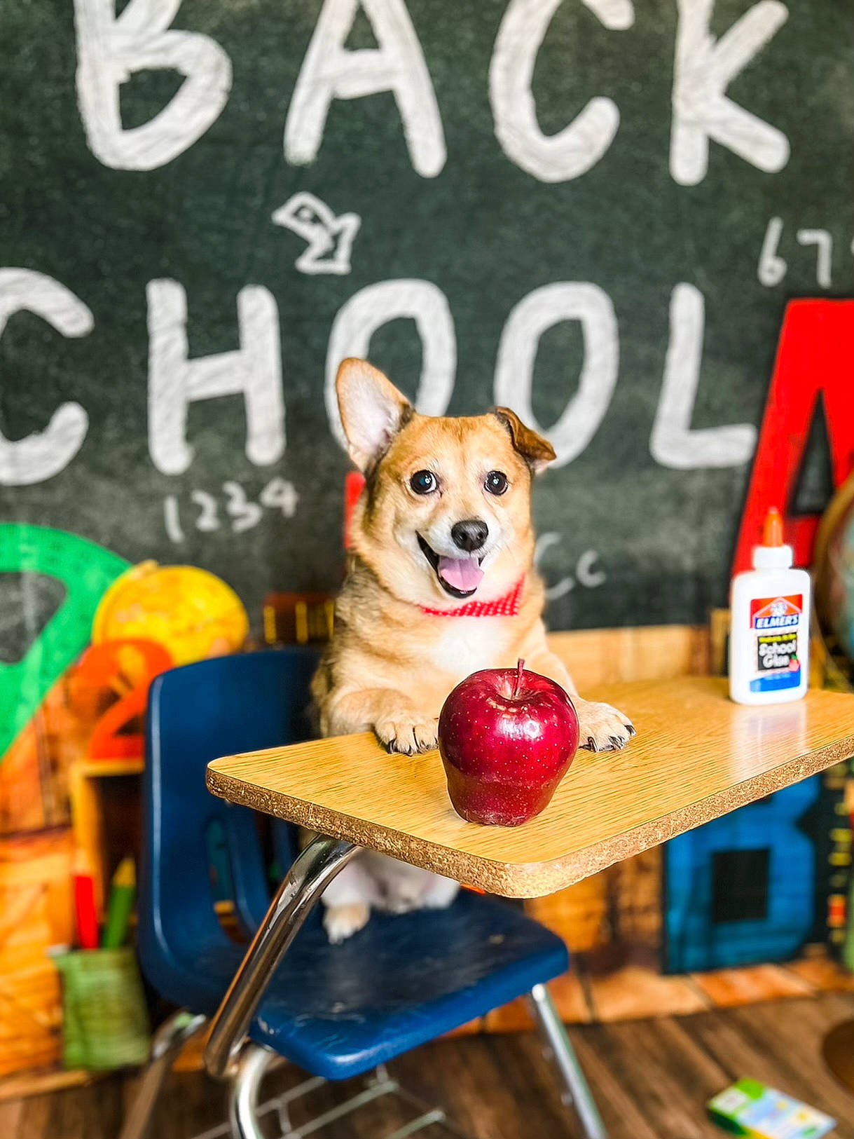 Chumley is registered to the contest to win money with this photo: canidae, carnivore, chair, coffee_table, companion_dog, dog, dog_breed, dog_supply, fawn, goggles, handwriting, happy, pet_supply, photo_caption, snout, sporting_group, table, tableware, toy, wood