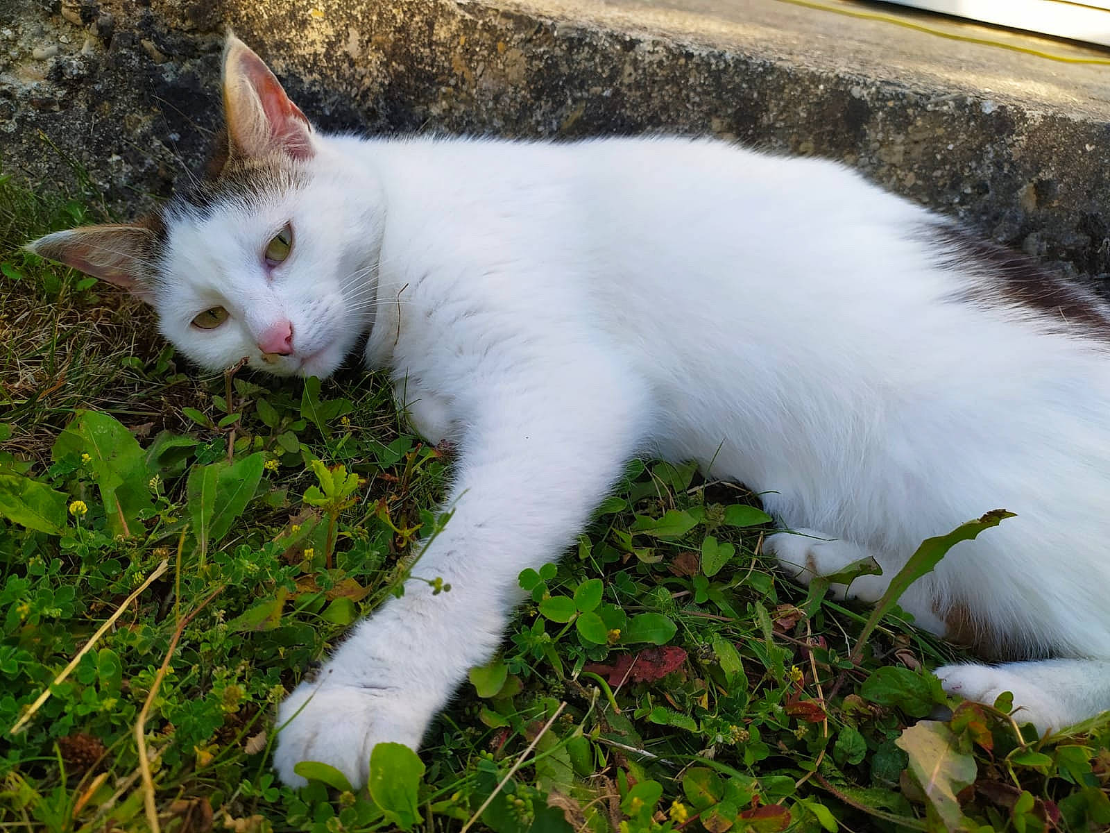 Killua a rejoint le concours — aidez-le/la à gagner de superbes lots ! aegean_cat, carnivore, cat, domestic_short_haired_cat, felidae, fur, grass, mammal, plant, small_to_medium_sized_cats, tail, turkish_angora, turkish_van, whiskers
