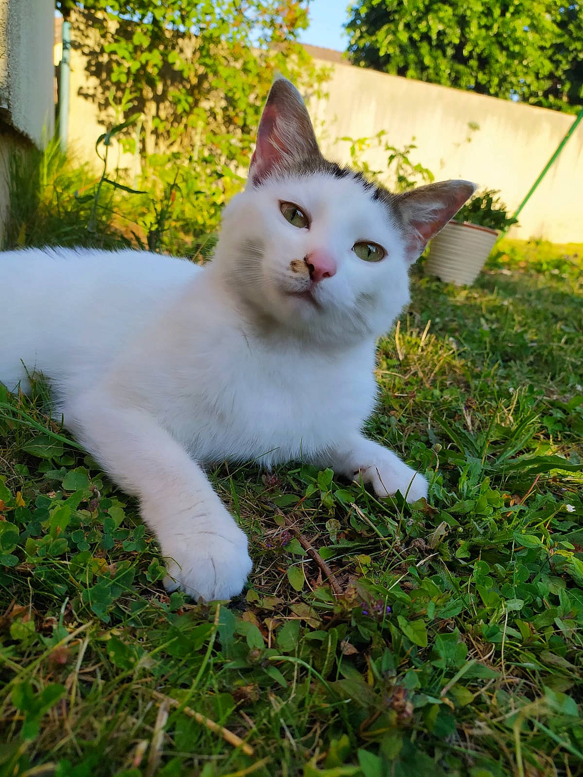 Killua a rejoint le concours — aidez-le/la à gagner de superbes lots ! aegean_cat, carnivore, cat, domestic_short_haired_cat, felidae, grass, khao_manee, mammal, ragdoll, small_to_medium_sized_cats, tail, turkish_angora, turkish_van, vertebrate, whiskers