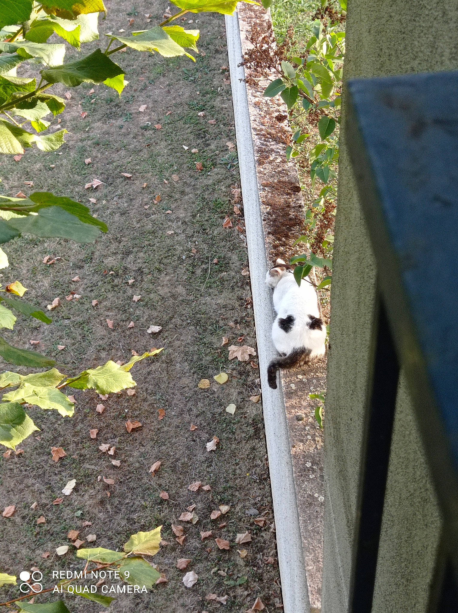 Killua participe au concours pour gagner de l'argent avec cette photo : grass, plant, soil