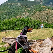 Molly participe au concours pour gagner de l'argent avec cette photo : alert, animal, canine, clouds, doberman, dog, grass, greenery, harness, landscape, leash, mountain, nature, outdoor, park, pet, sky, standing, sunny, tree_stump