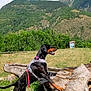 alert, animal, canine, clouds, doberman, dog, grass, greenery, harness, landscape, leash, mountain, nature, outdoor, park, pet, sky, standing, sunny, tree_stump