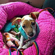 Artemis joined the competition — help win amazing prizes!