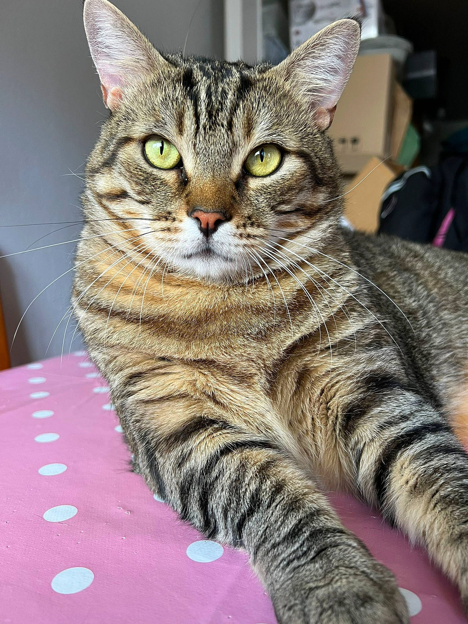 Gimli participe au concours pour gagner de l'argent avec cette photo : carnivore, cat, domestic_short_haired_cat, felidae, fur, paw, sitting, small_to_medium_sized_cats, snout, tail, terrestrial_animal, whiskers